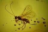 Detailed Fossil Wasp (Hymenoptera) In Baltic Amber #166241-1